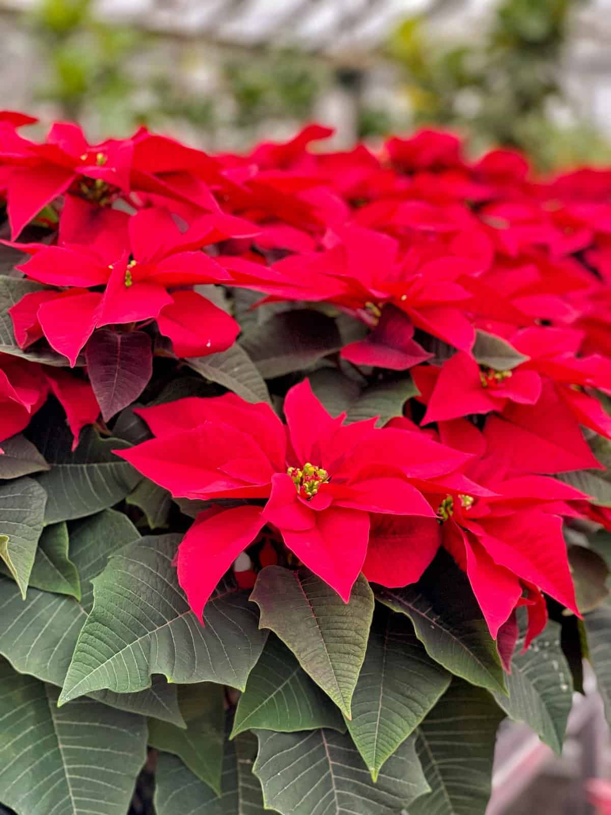 Closeup-of-poinsettias